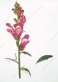 Attēlu rezultāti vaicājumam “Antirrhinum majus flower”