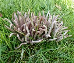 Attēlu rezultāti vaicājumam “Clavaria fumosa”