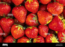 Attēlu rezultāti vaicājumam “Fragaria x ananassa fruit”