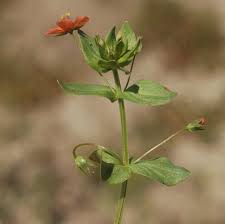 Image result for Anagallis arvensis