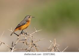 Image result for Phoenicurus moussieri