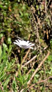 Image result for Dimorphotheca pluvialis