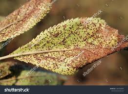 Attēlu rezultāti vaicājumam “Tranzschelia pruni-spinosae”