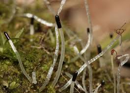 Attēlu rezultāti vaicājumam “Calypogeia fissa”