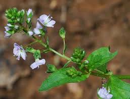 Attēlu rezultāti vaicājumam “Veronica anagallis-aquatica flower”