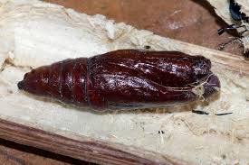 Attēlu rezultāti vaicājumam “Acronicta alni”