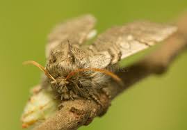 Attēlu rezultāti vaicājumam “Achlya flavicornis”