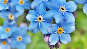 Image result for Vergissmeinnicht