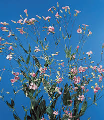 Attēlu rezultāti vaicājumam “Saponaria officinalis”