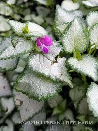 Attēlu rezultāti vaicājumam “Lamium maculatum flower”