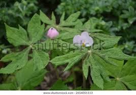 Attēlu rezultāti vaicājumam “Podophyllum hexandrum flower”