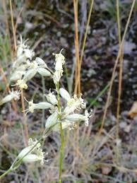 Attēlu rezultāti vaicājumam “Silene borysthenica flower”