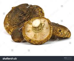 Attēlu rezultāti vaicājumam “Lactarius necator”