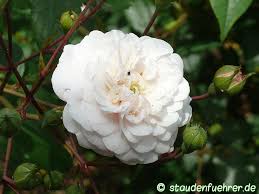 Image result for Rosengewächse