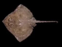 Image result for Leucoraja ocellata