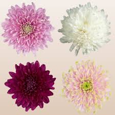 Image result for Chrysanthemum spectabile