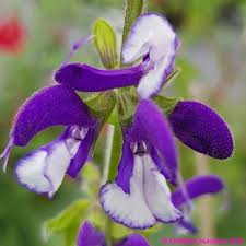 Image result for Salvia pratensis
