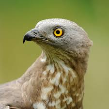 Attēlu rezultāti vaicājumam “Pernis apivorus adult”