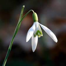 Attēlu rezultāti vaicājumam “Galanthus nivalis leaf”