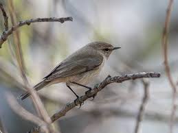 Attēlu rezultāti vaicājumam “Phylloscopus collybita”