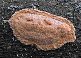 Attēlu rezultāti vaicājumam “Hapalopilus aurantiacus”