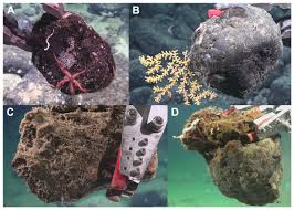 Attēlu rezultāti vaicājumam “Tubifera magna macro”