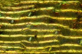 Attēlu rezultāti vaicājumam “Dicranum polysetum”