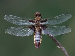 Attēlu rezultāti vaicājumam “Libellula depressa male”