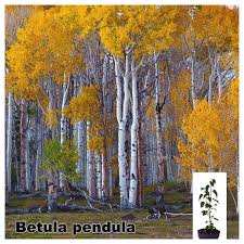 Attēlu rezultāti vaicājumam “Betula”