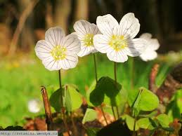 Attēlu rezultāti vaicājumam “Oxalis acetosella”