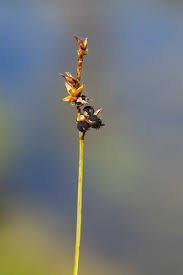 Attēlu rezultāti vaicājumam “Anthracoidea”