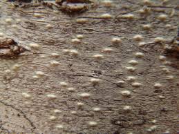 Attēlu rezultāti vaicājumam “Pertusaria leioplaca”