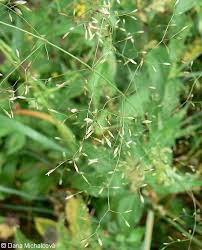 Attēlu rezultāti vaicājumam “Poa palustris leaf”