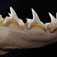 Image result for Alopias superciliosus