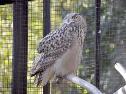 Attēlu rezultāti vaicājumam “Bubo bubo”