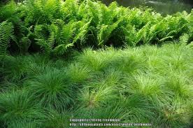 Attēlu rezultāti vaicājumam “Carex montana”