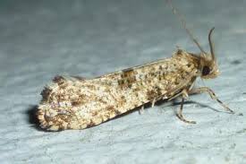 Attēlu rezultāti vaicājumam “Morophaga choragella”