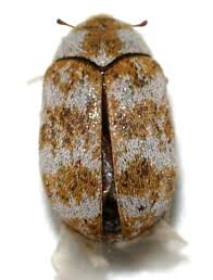 Attēlu rezultāti vaicājumam “Anthrenus sp.”