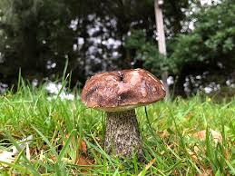 Attēlu rezultāti vaicājumam “Leccinum scabrum”