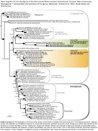 Attēlu rezultāti vaicājumam “Badhamiopsis ainoae spores”