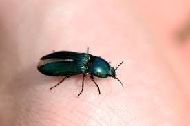 Attēlu rezultāti vaicājumam “Selatosomus aeneus”