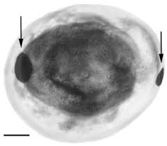 Image result for Liopsetta glacialis