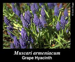 Attēlu rezultāti vaicājumam “Muscari armeniacum”