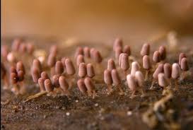 Attēlu rezultāti vaicājumam “Physarum pezizoideum macro”