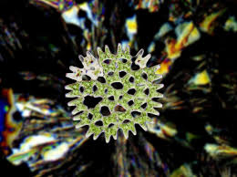 Attēlu rezultāti vaicājumam “Craterium aureum spores”