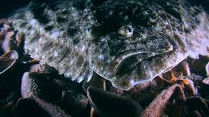 Image result for Scophthalmus maximus