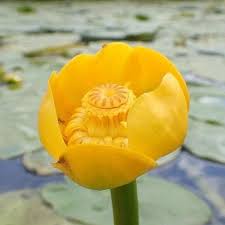 Attēlu rezultāti vaicājumam “Nuphar lutea fruit”