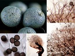 Attēlu rezultāti vaicājumam “Lamproderma pulchellum”