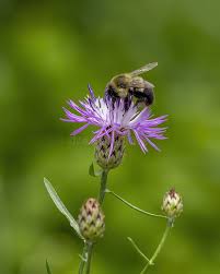 Attēlu rezultāti vaicājumam “Centaurea stoebe flower”