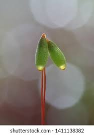 Attēlu rezultāti vaicājumam “Pohlia nutans”